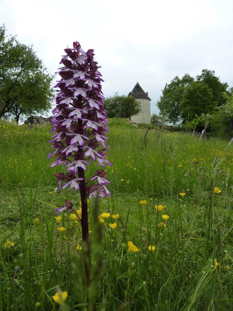 En mai & juin : vive les orchidées !