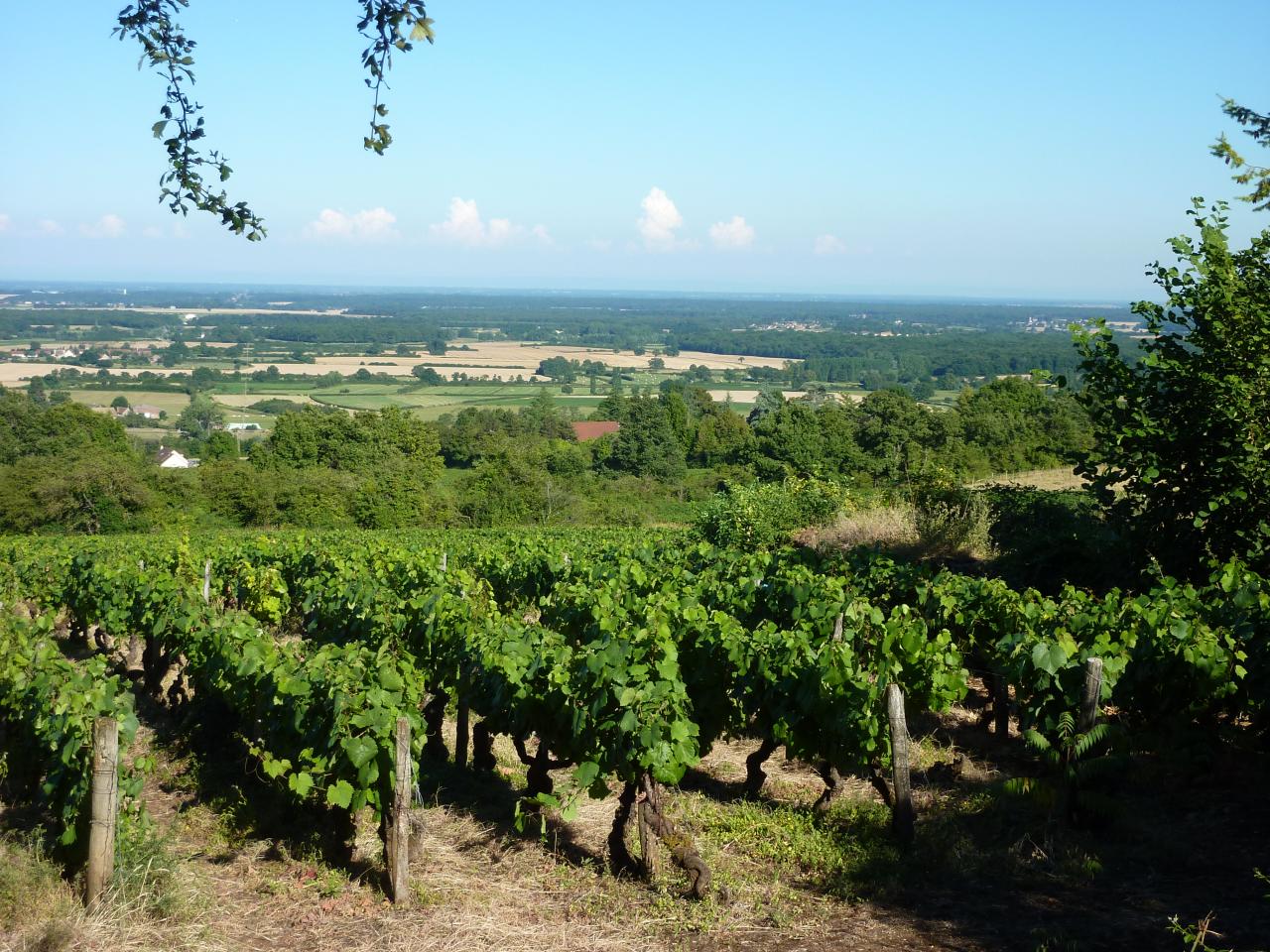 vignes